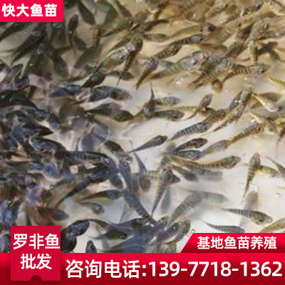 贵州市鱼苗养殖 供应罗非鱼苗 罗非鱼苗批发