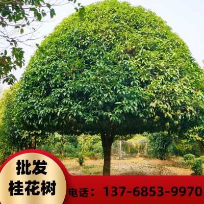 15公分桂花树 精品供应优质 桂林桂花树批发 高3米以上