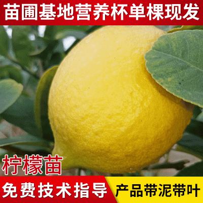 春辉农业柠檬种苗批发 黄柠檬果树苗无核青柠檬台湾四季香水柠檬树苗