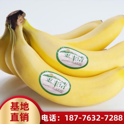 广西香蕉苗批发 香蕉苗出售 价格优惠大香蕉