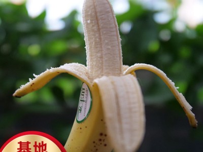 求购香蕉苗 广西基地香蕉批发 大香蕉苗