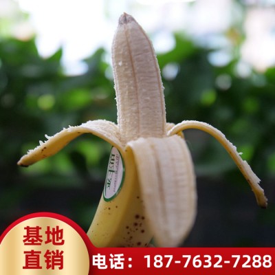 求购香蕉苗 广西基地香蕉批发 大香蕉苗