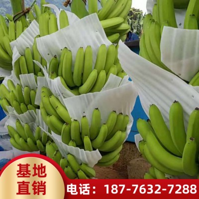四川香蕉苗价格 丰浩农业基地香蕉批发 优惠直发