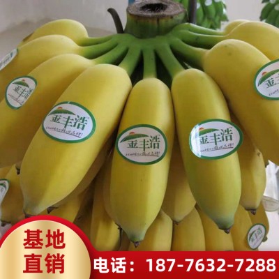 广西粉蕉苗 求购各种果树苗 香蕉批发