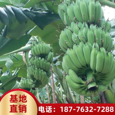 粉蕉苗 海南香蕉批发价格 小香蕉供应