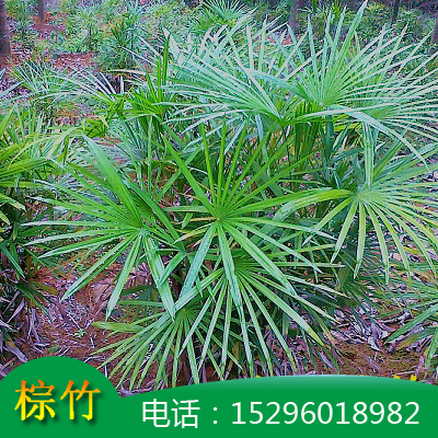 小叶棕竹杯袋苗 棕竹丛生 棕竹价格 小叶棕竹批发 高度20-180公分