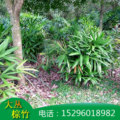 大叶棕竹杯袋苗 广西棕竹丛生 大丛棕竹 棕竹价格 棕竹批发 高度20-180公分