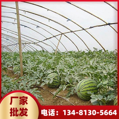 广西蔬菜水果大棚厂家价格 蔬菜温室大棚造价 特色果园搭建