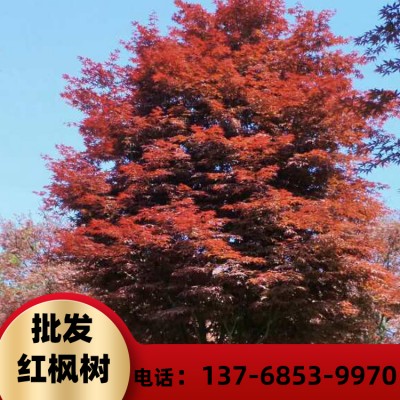 广西红枫树苗价格 现货供应美国红枫 红枫基地直销 1米到5米高