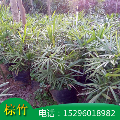 棕竹丛生 精品小叶棕竹杯袋苗  广西棕竹价格 小叶棕竹批发 高度20-180公分