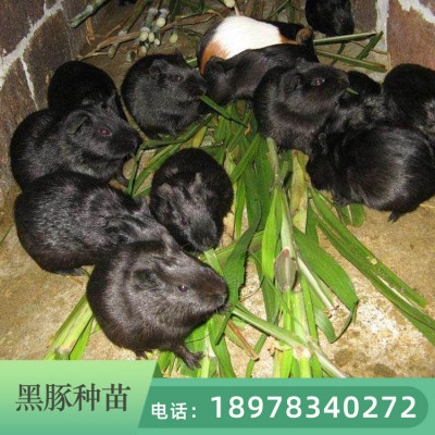 浙江黑豚养殖基地 商品黑豚种苗的价格 黑豚养殖供应技术