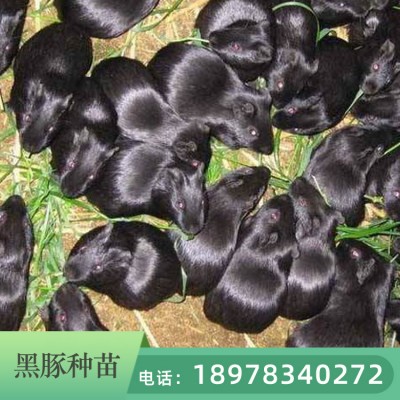云南黑豚批发价格 黑豚养殖视频 提供黑豚养殖技术