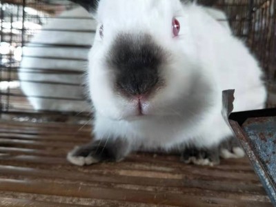 广西永圆 优质种兔供应 新西兰兔 伊拉兔