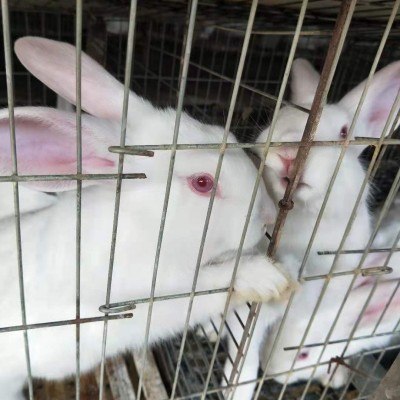 新西兰兔价格 母兔公兔配中兔兔种 新西兰兔出售