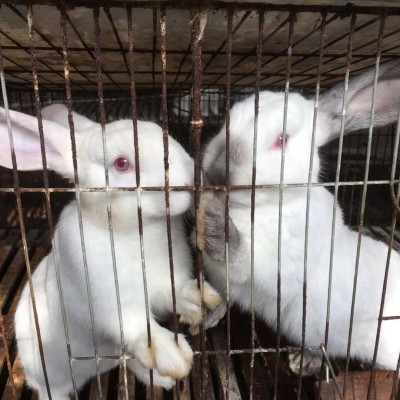 广西种兔价格 出售种兔 种兔供应送货上门