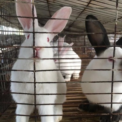桂林永圆供应母兔 兔子出售 兔子价格