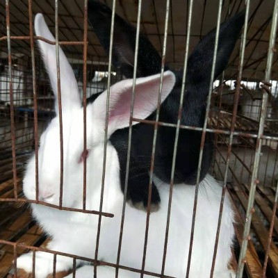 母兔出售后期包回收 兔子养殖回收