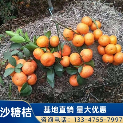 南宁金秋砂糖橘 砂糖橘苗 柑橘种植技术