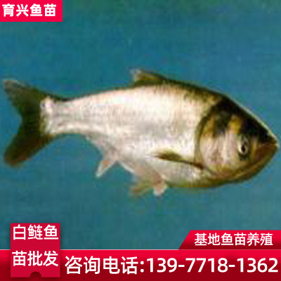 贵阳白鲢鱼苗批发 白鲢鱼苗供应市场  白鲢鱼苗 现货