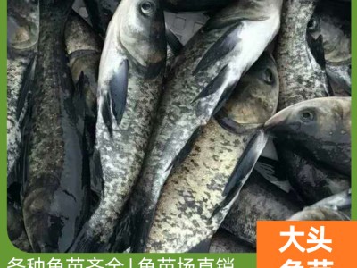 广西鱼苗养殖场批发大头鱼苗 厂家直销价格 高养活率