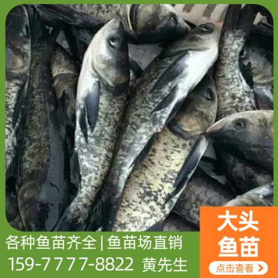 广西鱼苗养殖场批发大头鱼苗 厂家直销价格 高养活率