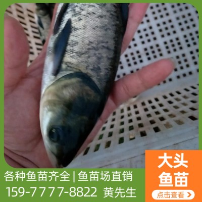 贵州鱼苗批发 鱼苗养殖场供应大头鱼苗 品种齐全