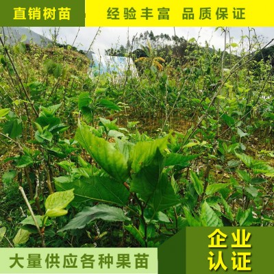 无籽桑果苗 长桑果苗 台湾四季桑果苗南北方种植量大优惠