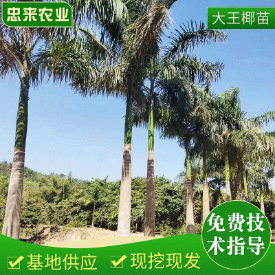现货供应泰国大王椰  优质泰国椰子苗