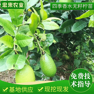 热销供应无籽柠檬苗 台湾嫁接柠檬苗 柠檬苗批发当年结果