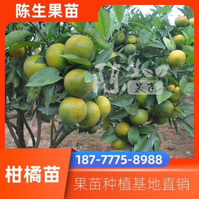 早熟柑 脐橙柑橘沃柑苗基地供应 广西柑桔苗