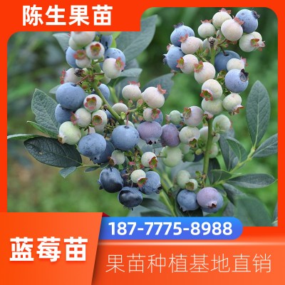 蓝莓苗树苗 广西陈生果苗 果树苗木南北方盆栽地栽