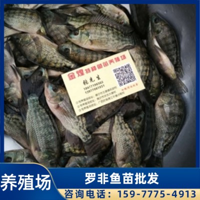 贵州市鱼苗批发市场 罗非鱼苗直销优惠 罗非鱼苗厂家 鱼苗价格