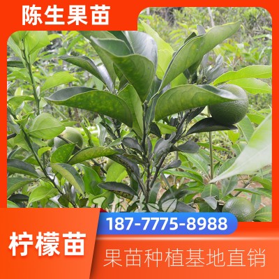 出售香水柠檬树苗 直销台湾无籽香水柠檬苗 四季柠檬苗 带土带叶发货