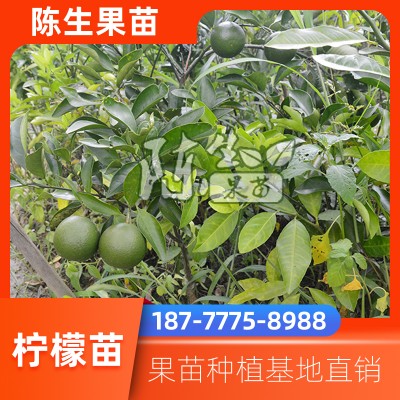 台湾香水柠檬树苗 庭院种植柠檬苗销售 四季结果柠檬树苗价格