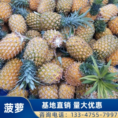 广东菠萝 凤梨批发 菠萝价格 广东菠萝新鲜水果 量大优惠