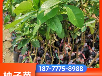 泰国三红柚子苗 厂家直销三红柚子树苗价格 优质果苗