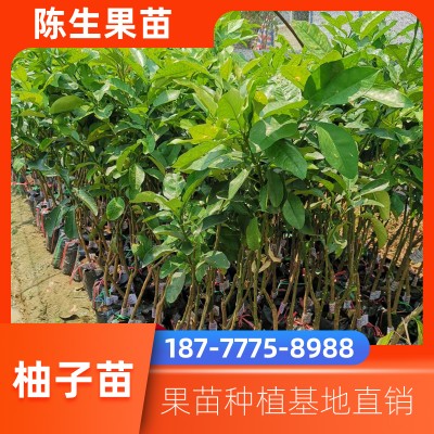 越南青皮柚苗 专业基地批发青皮柚苗 量大从优果苗