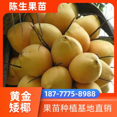 泰国黄金矮椰报价 直销椰子树苗 黄金矮椰优质果苗