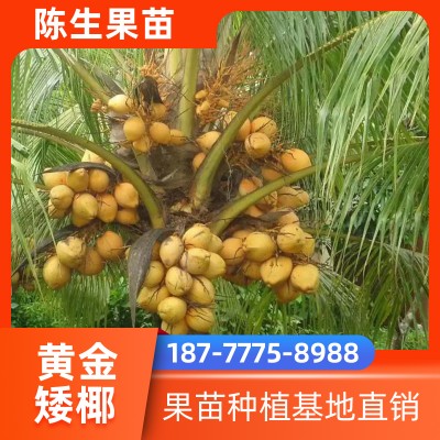 椰子树苗市场价格 供应泰国黄金矮椰 黄金矮椰子种苗批发 优质果苗