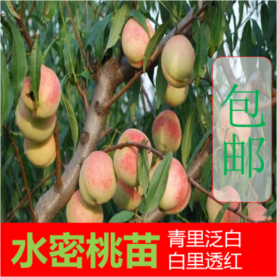 广西水蜜桃苗厂家基地直销 批发销售水蜜桃树苗 价格优惠