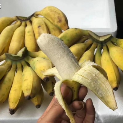粉蕉 中蕉九号 桂蕉 B6香蕉苗价格