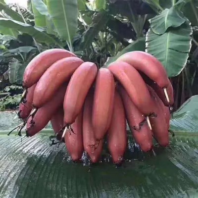广西苗圃基地批发香蕉组培苗 苗场直发红香蕉苗