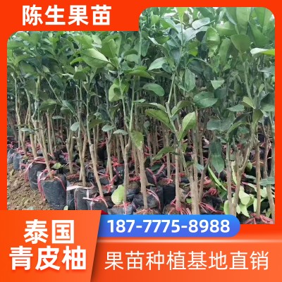 泰国青皮柚苗批发 大量青皮柚子树苗供应 种植基地顺丰发货