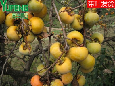 长期供应嫁接日本甜柿 当年结果柿子苗 柿子树苗价格