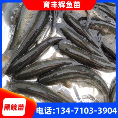 广西青鱼苗供应 5-15cm鱼苗批发 青鱼价格厂家直销