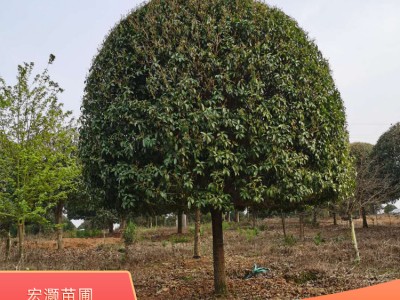 广西南宁桂花树 出售20公分桂花树 大桂花树价格