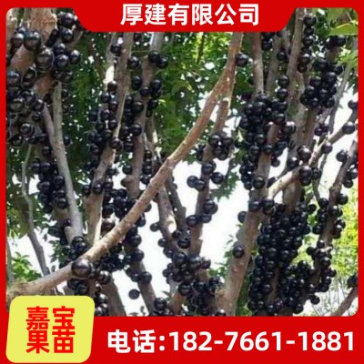 嘉宝果树苗批发 台湾嘉宝果树苗 葡萄果树供应 巴沙嘉宝果树价格