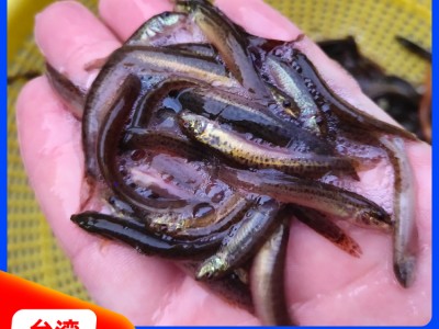 台湾泥鳅苗批发 泥鳅苗价格 5-7公分 鱼苗厂家 欢迎来电咨询
