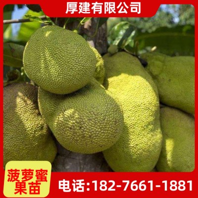 菠萝蜜树苗 供应菠萝蜜 泰国菠萝蜜苗 优质菠萝苗