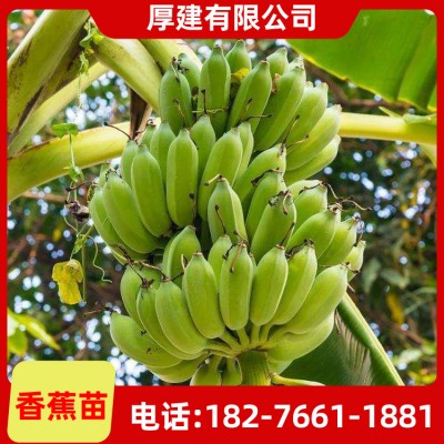 香蕉苗批发 供应香蕉树苗 香蕉树当年结果 粉蕉苗价格